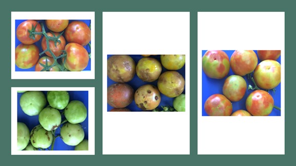 Tomato Brown Rugose Fruit Virus